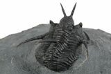 Devil Horned Cyphaspis Walteri Trilobite - Mrakib, Morocco #350490-4
